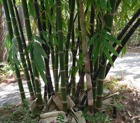 Filosofi Hidup dari Pohon Bambu "Suyana Smart"